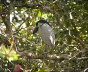 Ein grosser Eisvogel lauert auf Beute