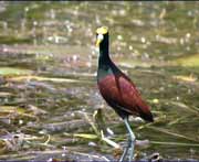 Verschiedene Wasservgel  sind in grosser Zahl am New River heimisch