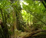 Die ppige Vegetation Lamanais fasziniert einen immer wieder aufs Neue