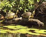 Schildkrtenpaar beim Sonnenbad