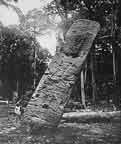 Die Stele E ist mit einer Hhe von 7,60 die grsste.  Hier ist die Sdseite abgebildet wie sie von Maudslay vorgefunden und fotografiert wurde.