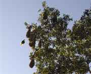 Oropendula-Hngenester in einem Baum in Tikal