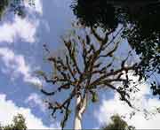 Die Ceiba, der heilige Baum der Maya