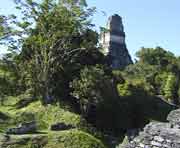 Im Hintergrund ragt der fast 50 m hohe Tempel I aus dem Dschungel empor