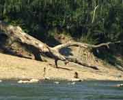 Spielende Kinder am Usumacinta